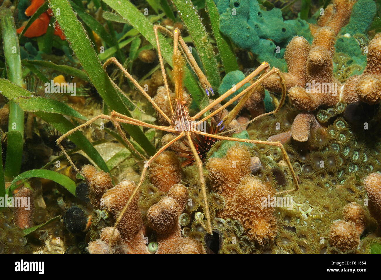 Unterwasser Lebewesen auf dem Meeresboden, Yellowline Pfeil Krabbe, Stenorhynchus Seticornis, Karibik, Panama Stockfoto