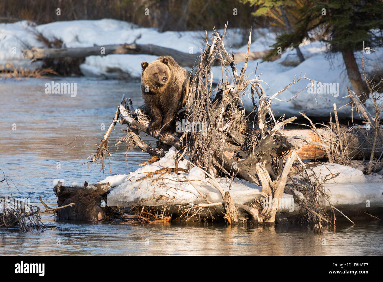 Grizzly Bear #760 des Grand Teton National Park stehen auf einem Baumstamm entlang der Buffalo Fork River, Wyoming Stockfoto