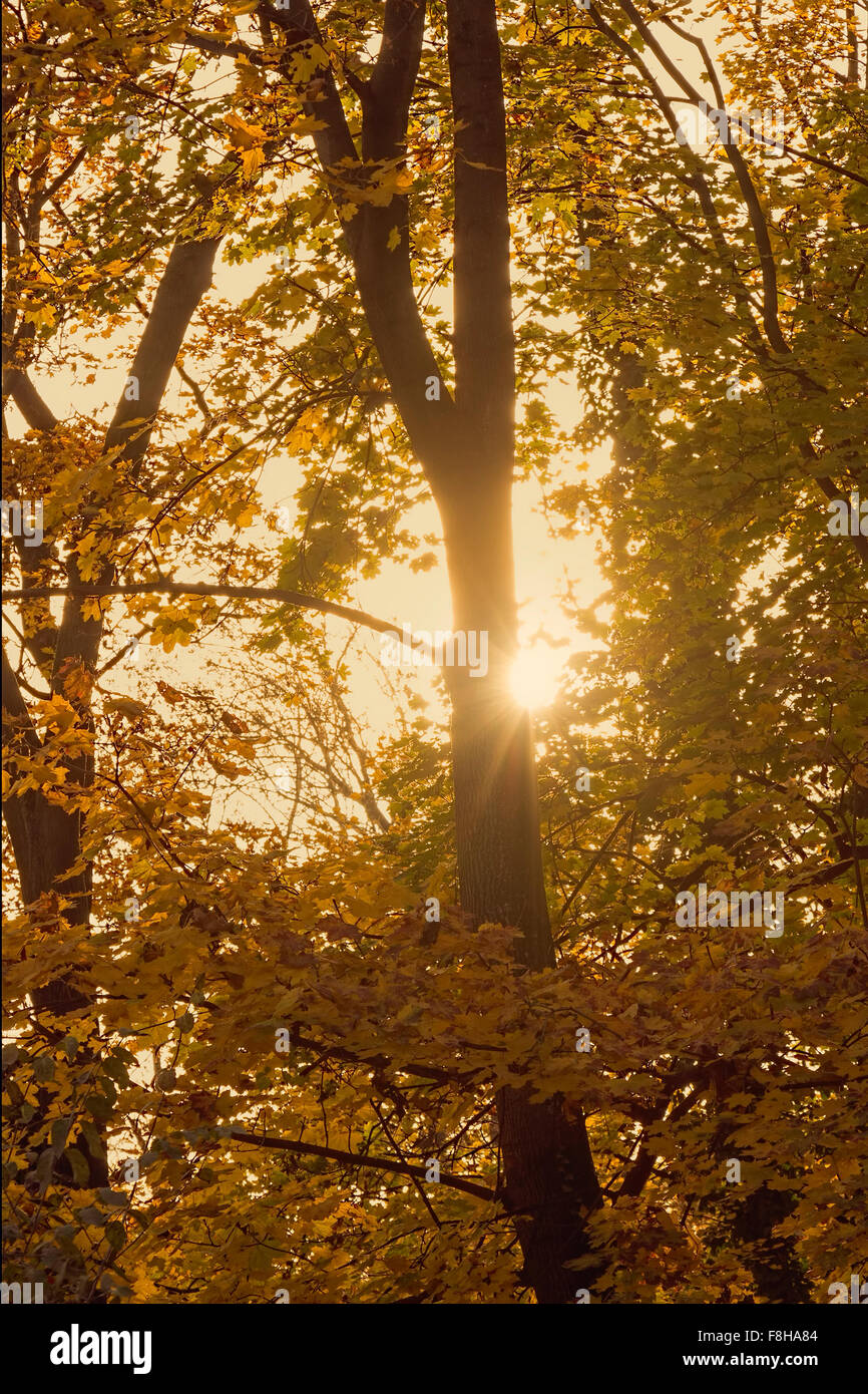 Herbstliche Sonne durch Bäume am späten Nachmittag. Stockfoto