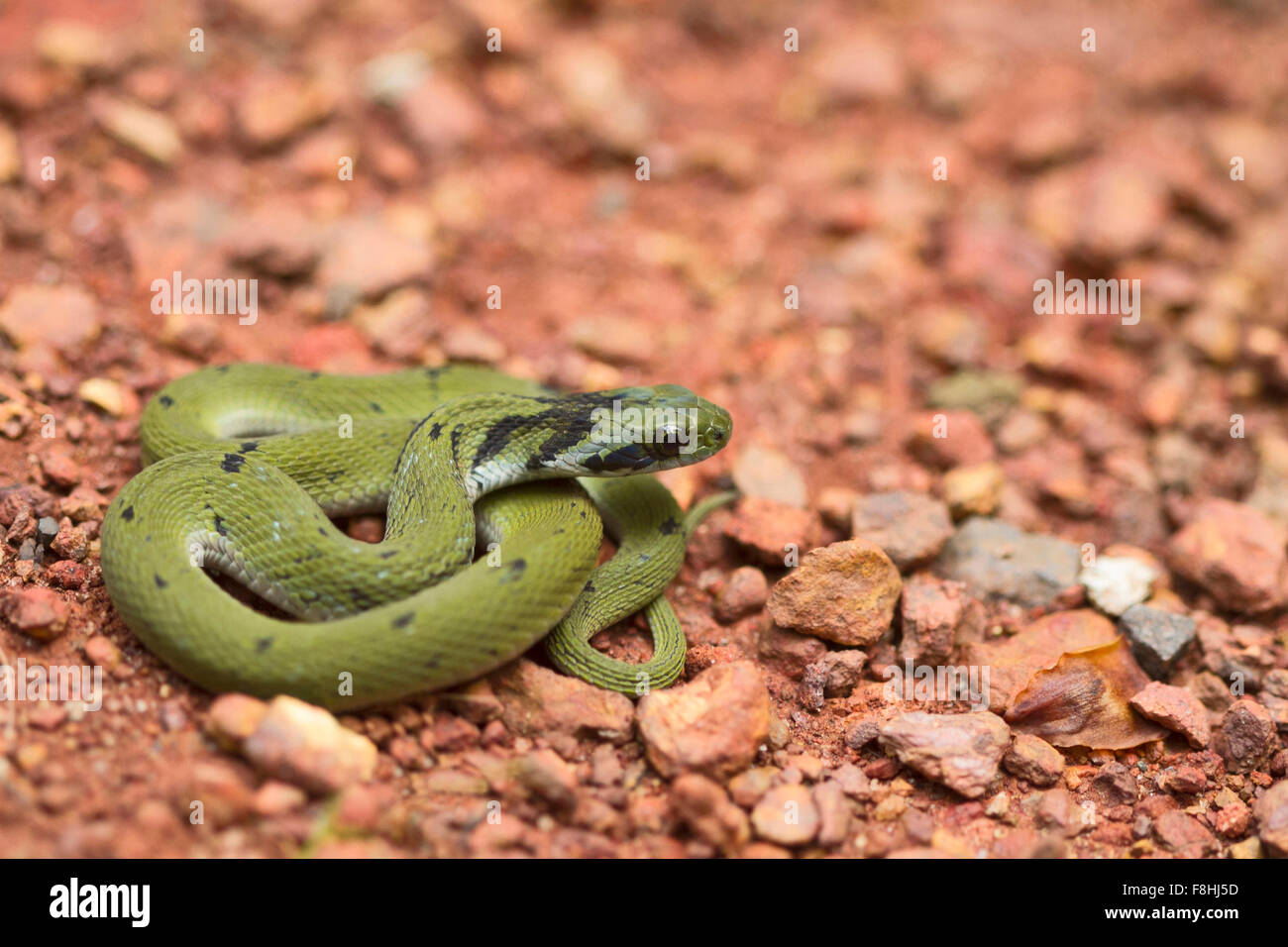 Grüne Keelback juvenile, Macropisthodon Plumbicolor eine nicht giftige Schlange, die in der indischen Westghats endemisch ist. Stockfoto