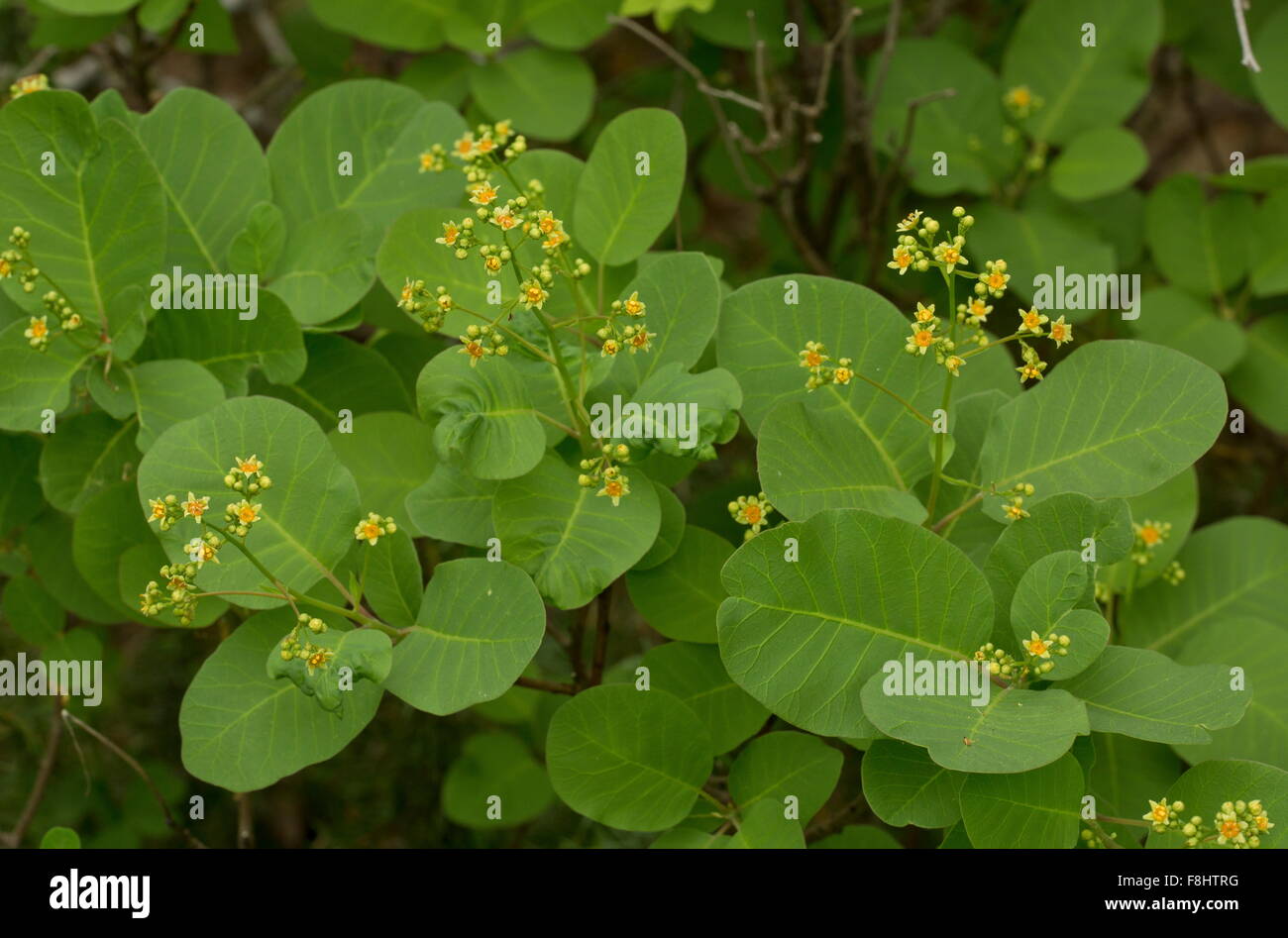 Busch, Cotinus Coggygria in Blüte in hellen Wäldern, Apennin, Italien zu rauchen. Stockfoto