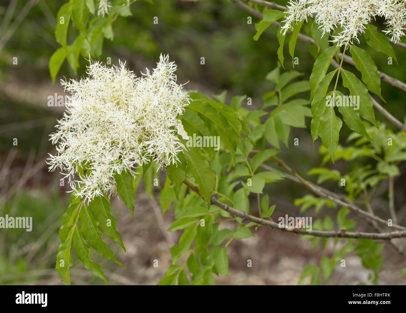 Manna-Esche, Fraxinus Ornus, blüht im Frühjahr, Apennin. Stockfoto