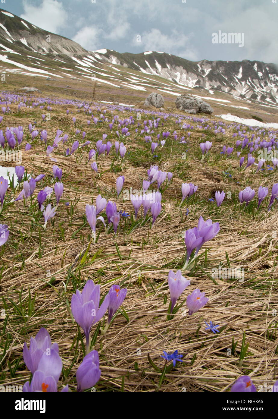 Frühlings Krokus Crocus Vernus wächst in Massen in den Campo Imperatore auf ca. 1800m, Gran Sasso und Monti della Laga National Stockfoto