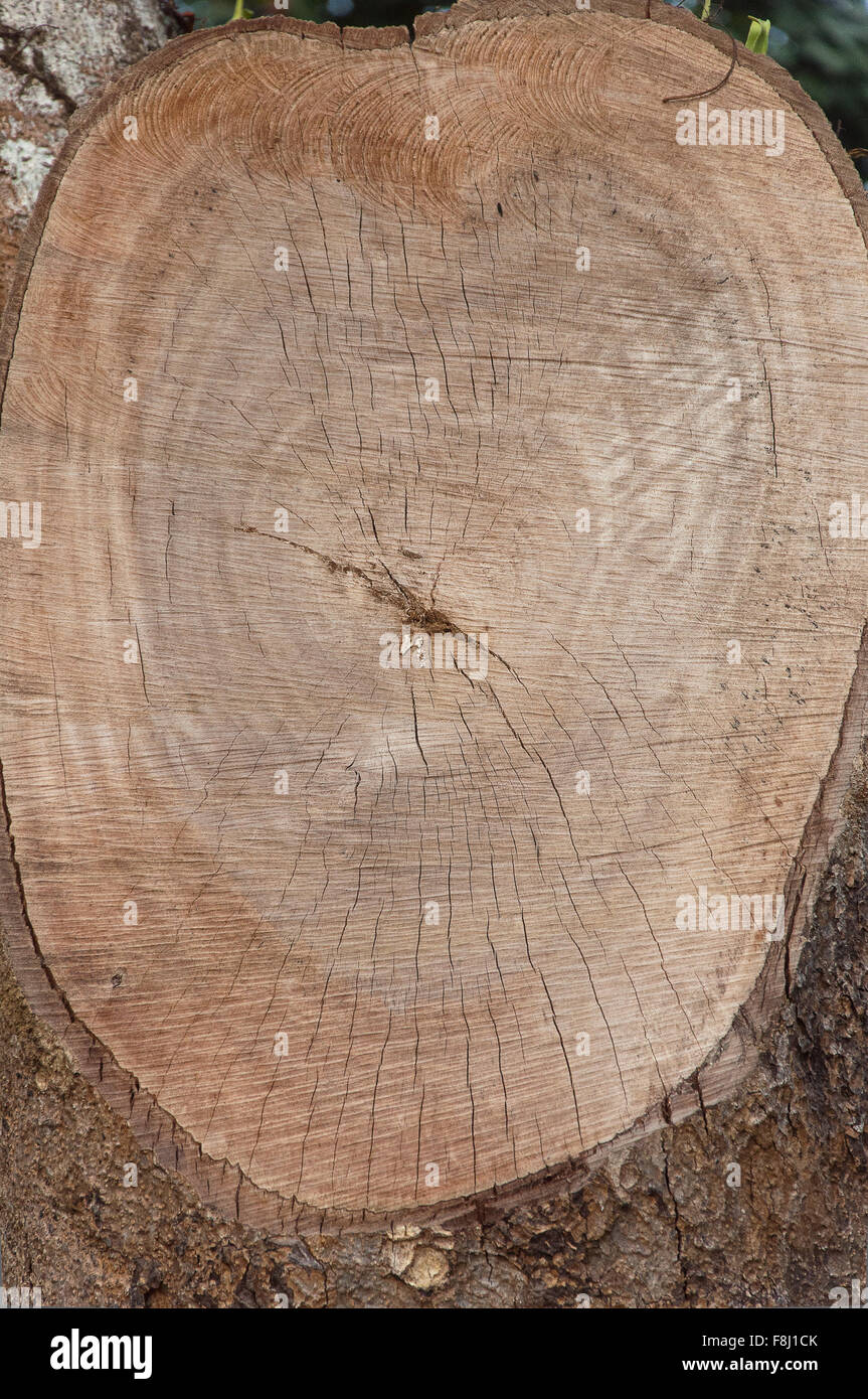 Schneiden Sie Log Holzmaserung Stockfoto