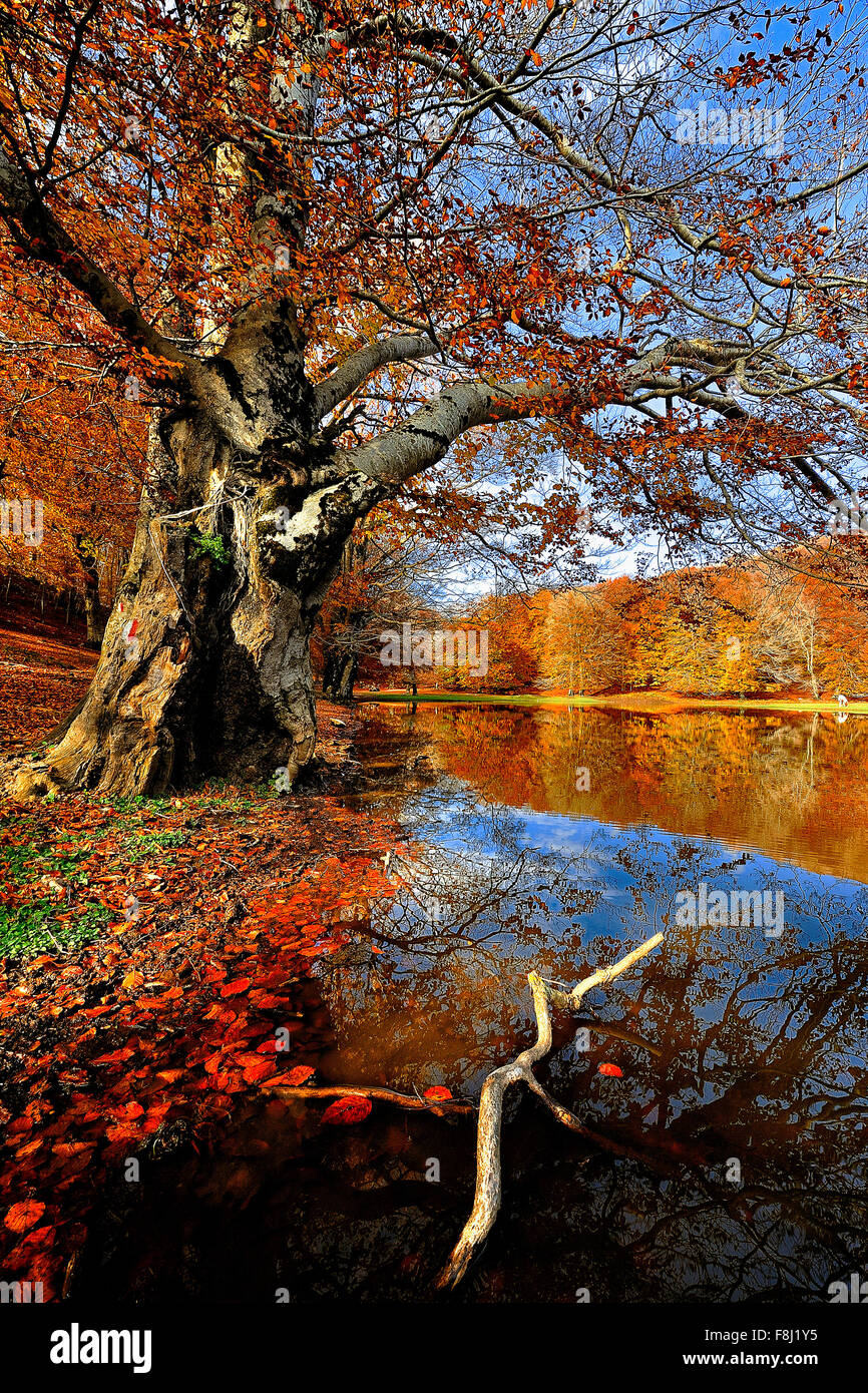 Italien-Kampanien-Herbst in Monti del Matese Piana Delle Pesche Stockfoto