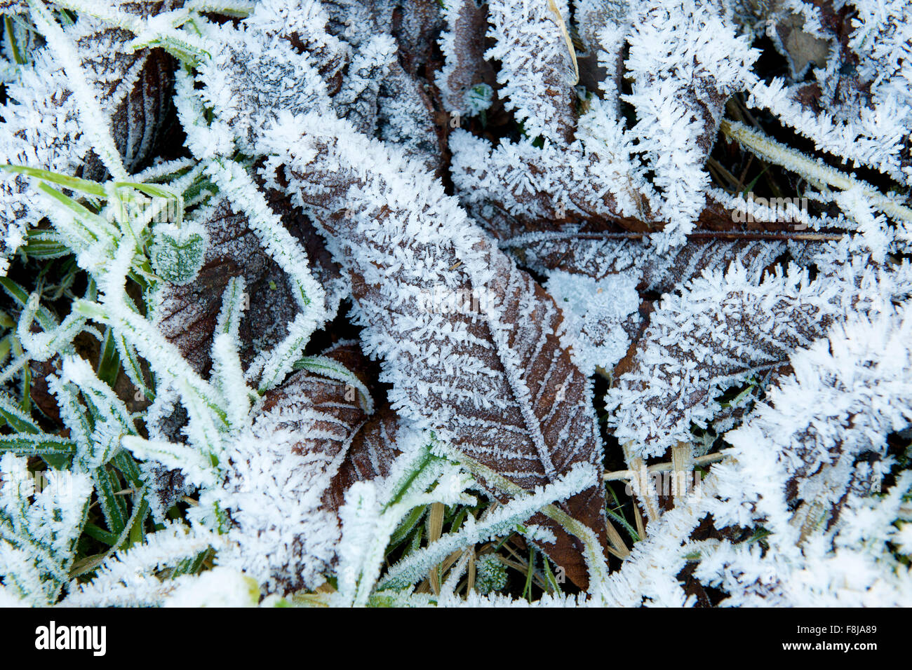 Frost auf den Blättern, die bei strahlendem Sonnenschein an einem Wintertag auf dem Boden liegend. Stockfoto