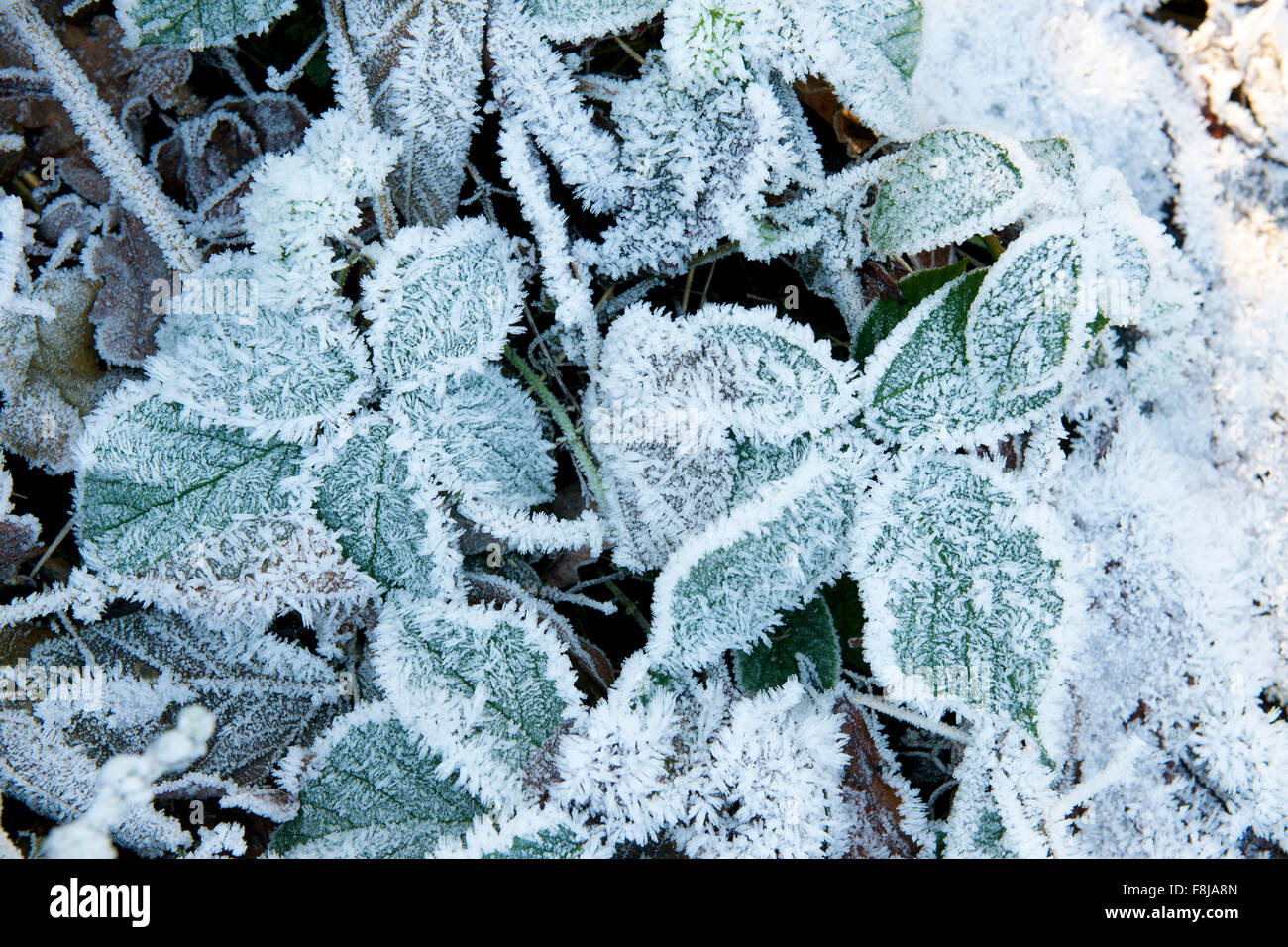 Frost auf den Blättern, die bei strahlendem Sonnenschein an einem Wintertag auf dem Boden liegend. Stockfoto