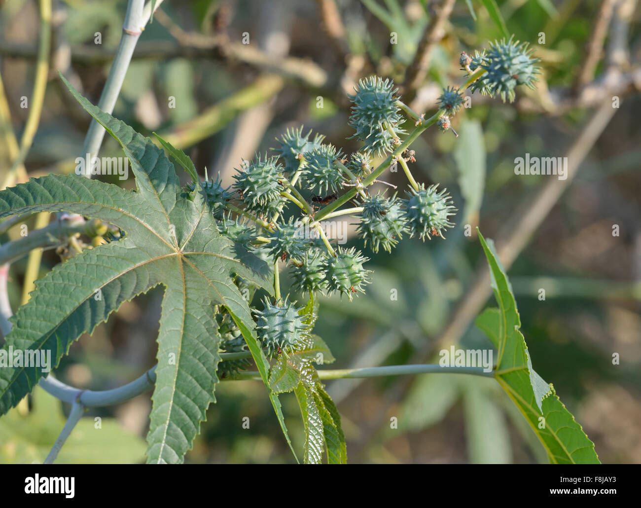 Wunderbaumes - Ricinus Communis giftige Pflanze Stockfoto