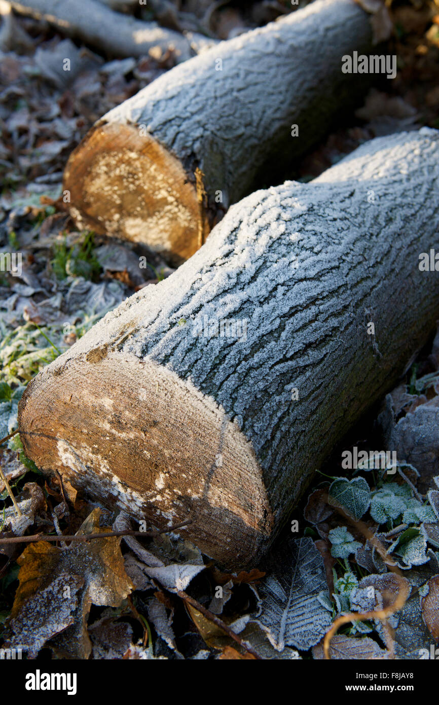 Frostigen Haufen von Baumstämmen im winter Stockfoto