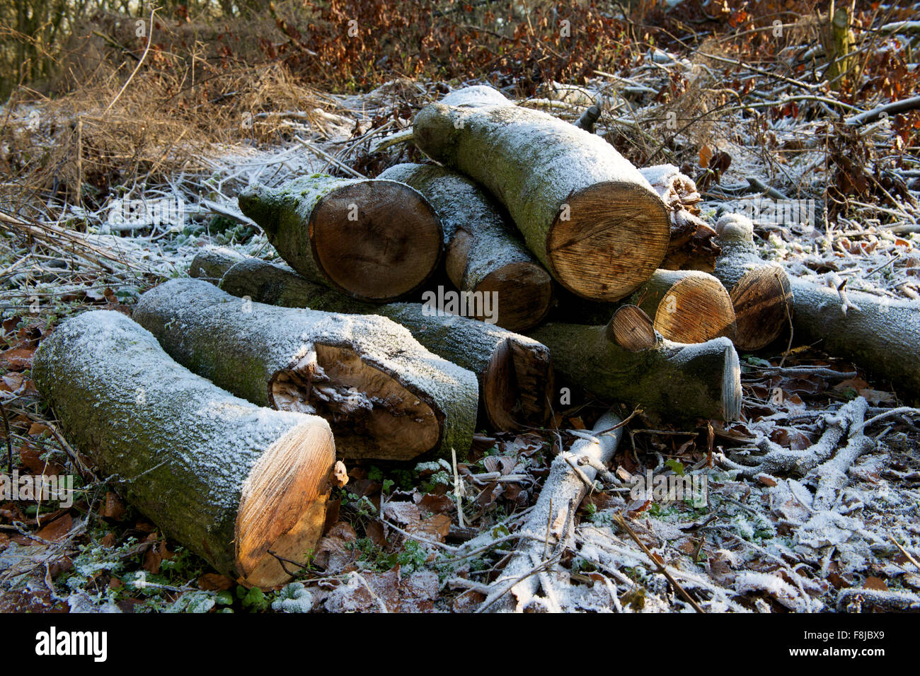 Frostigen Haufen von Baumstämmen im winter Stockfoto
