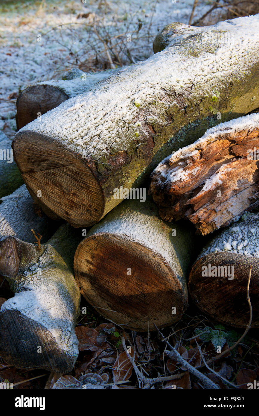 Frostigen Haufen von Baumstämmen im winter Stockfoto