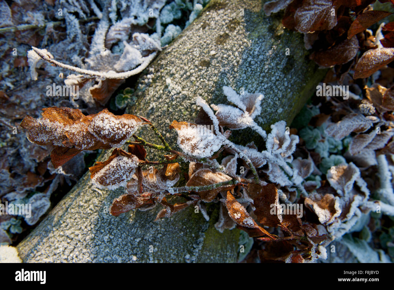 Frostige Blätter auf einem Baumstamm an einem kalten Wintertag im Vereinigten Königreich. Stockfoto