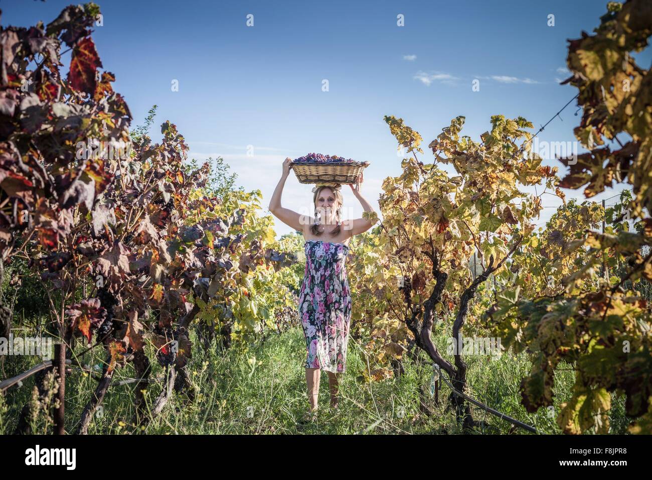 Frau balancieren Korb mit Trauben auf Kopf am Weinberg, Quartucciu, Sardinien, Italien Stockfoto