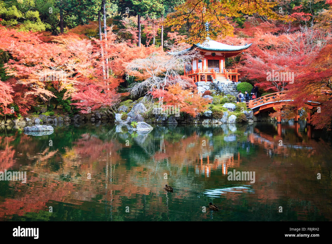 Kyoto, Japan - 24. November 2013: Herbstsaison, die lassen Farbwechsel von rot im Tempel japan Stockfoto