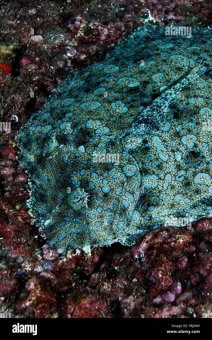 Peacock Flunder liegen am Meeresboden, Cocos Island, Costa Rica Stockfoto