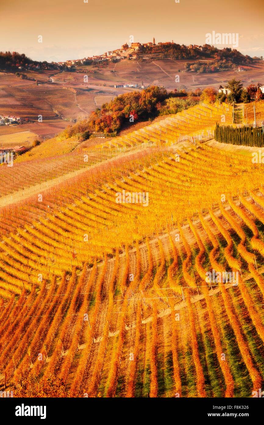 Erhöhten Blick auf Reihen von Hügel Weinberge, Langhe, Piemont Italien Stockfoto