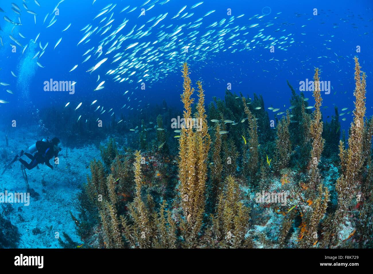 Cabo catoche Fotos und Bildmaterial in hoher Auflösung Alamy