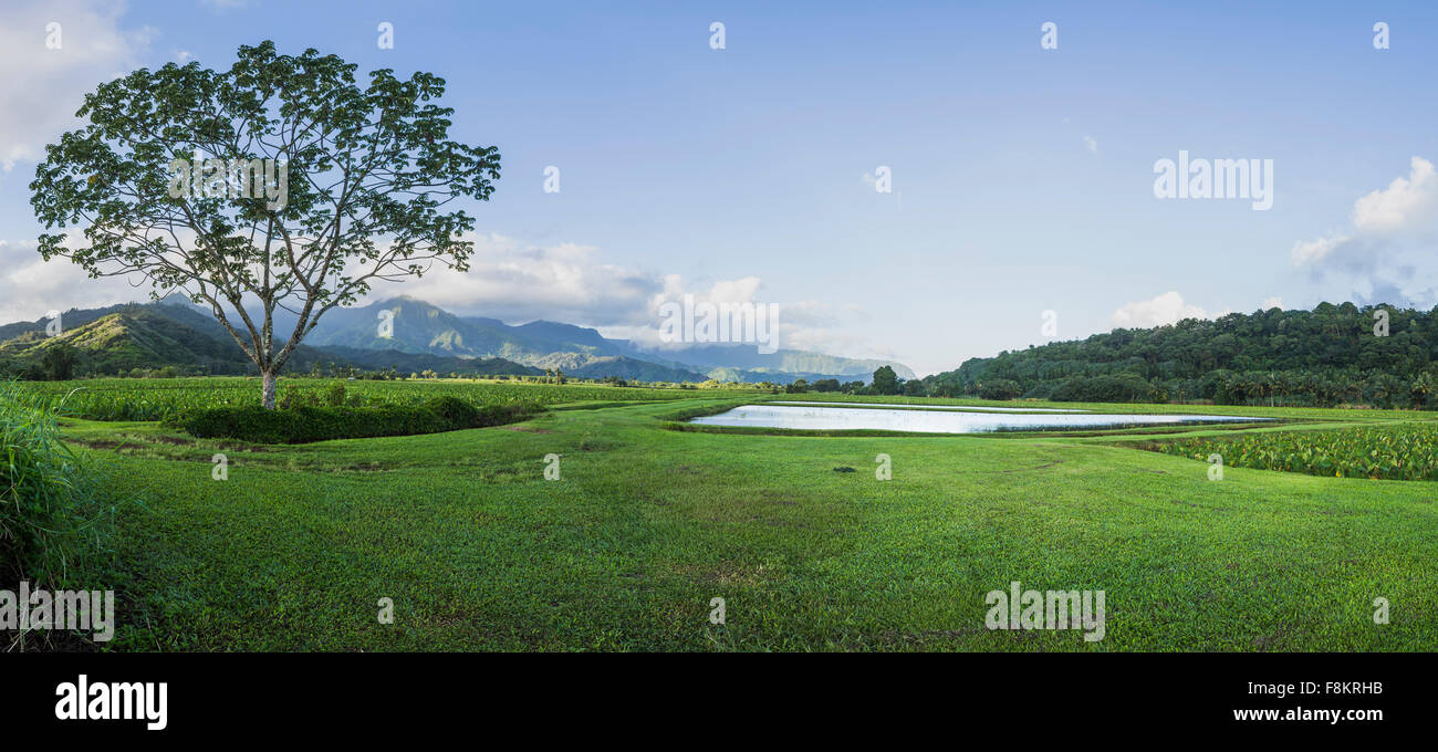 Landschaft, Hawaii, ein Panorama auf das Hanalei-Tal und Tarofelder bei Sonnenaufgang in der Nähe von Princeville, Kauai Stockfoto