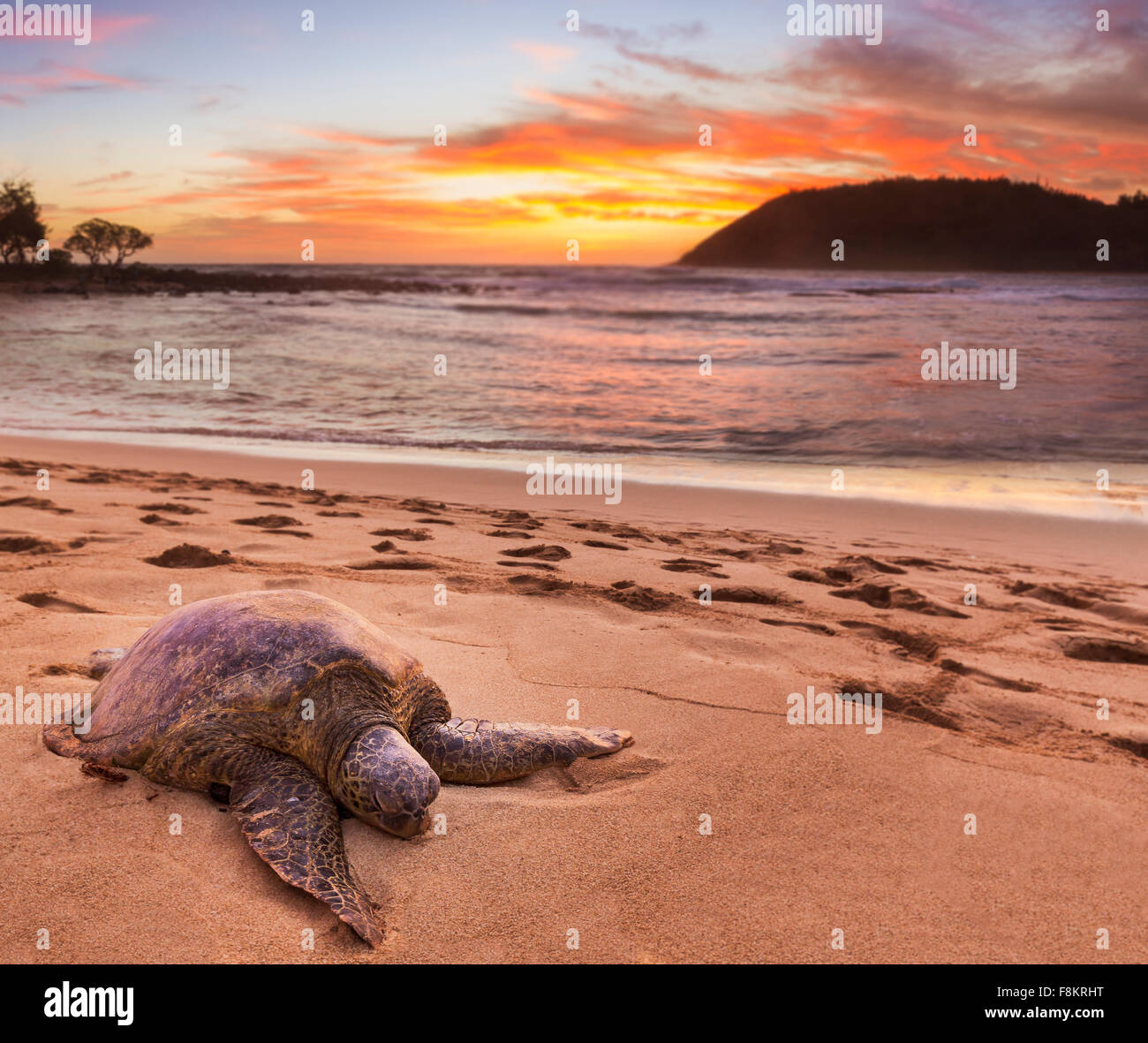 Grüne Meeresschildkröte - Chelonia Mydas - auf dem Sand am Moloa'a Beach an der Ostküste von Kauai in Hawaii Stockfoto