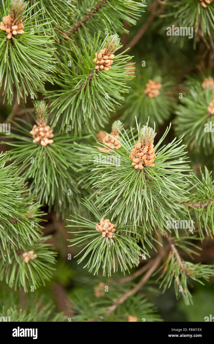 Kleiner Immergrüner Strauch Stockfotos und bilder Kaufen Alamy