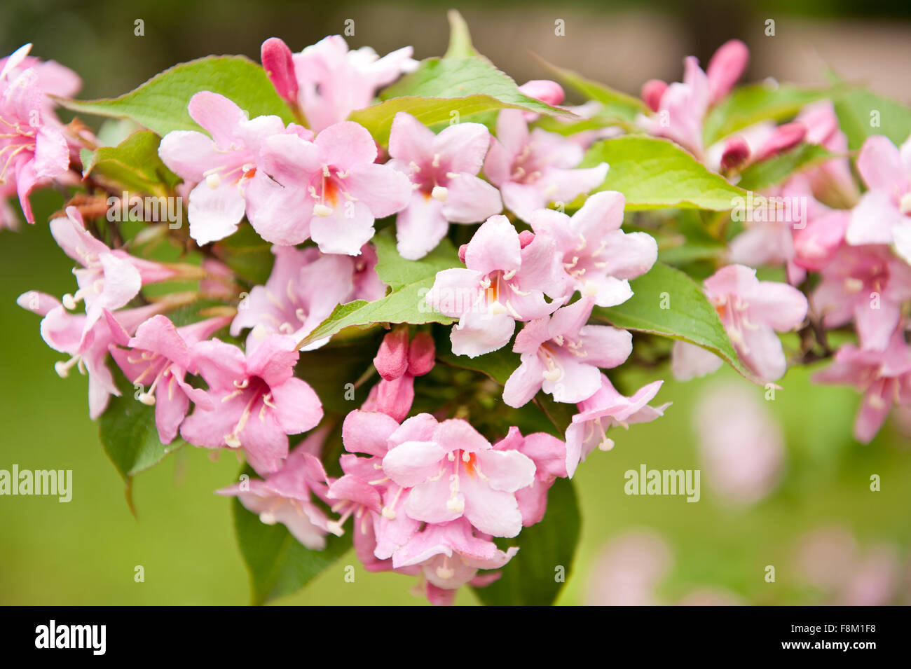 Weigela rosa Blumen Makro, Strauch wächst im Garten in Polen, Europa