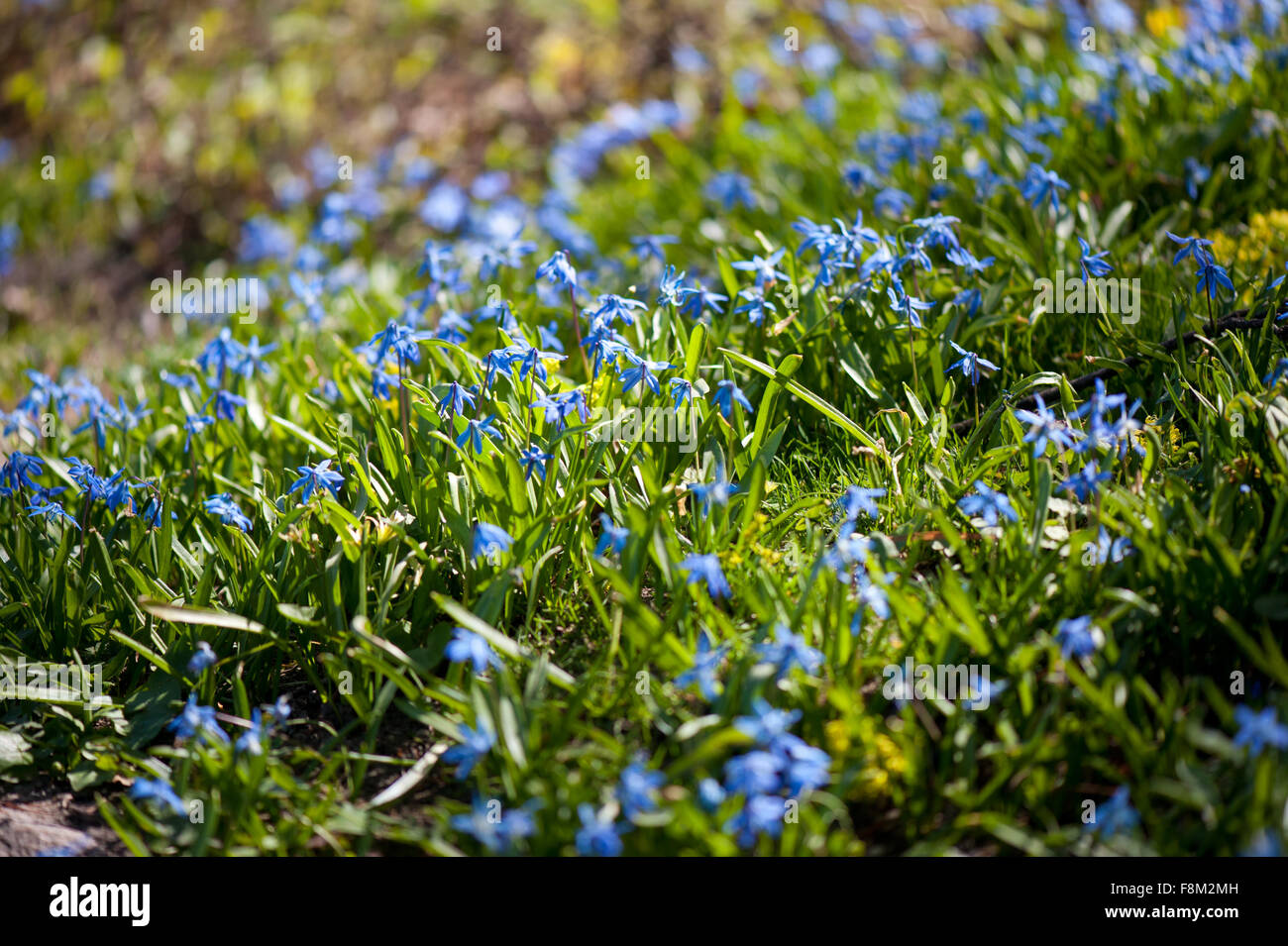 Scilla Siberica Blumen Bettwäsche, leuchtend blau blühende Pflanzen mit lebendigen Grün lässt Klumpen im Sonnenlicht, Asparagaceae Familie Stockfoto