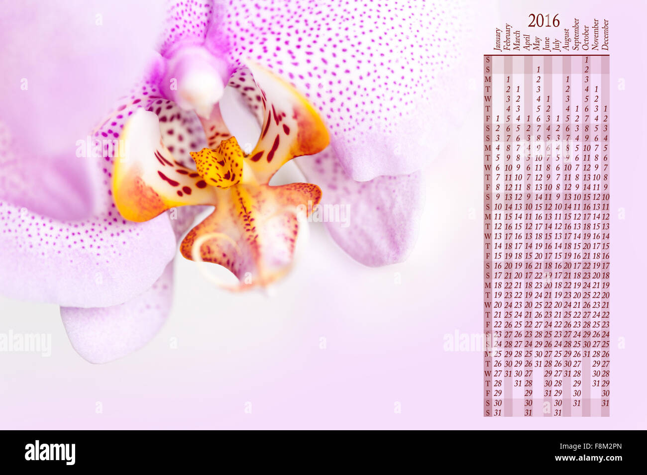 Fleckige Orchidee Kalender 2016, Makro blühende Pflanze Detail in der Orchidaceae Familie, weiße gelbe Blume Blüte rosa... Stockfoto