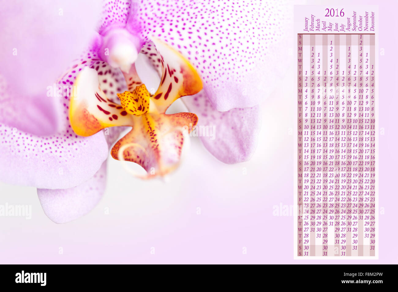 Rosa Orchidee Makro Kalender 2016, Makro blühende Pflanze Detail in der Orchidaceae Familie, weiße gelbe Blume rosa blühen... Stockfoto