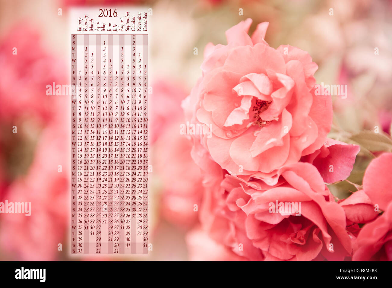 Sepia Rosen blühen Kalender 2016, sommergrüne Staude in der Familie der Rosengewächse, duftende Blüten, wachsen Pflanzen in Polen... Stockfoto