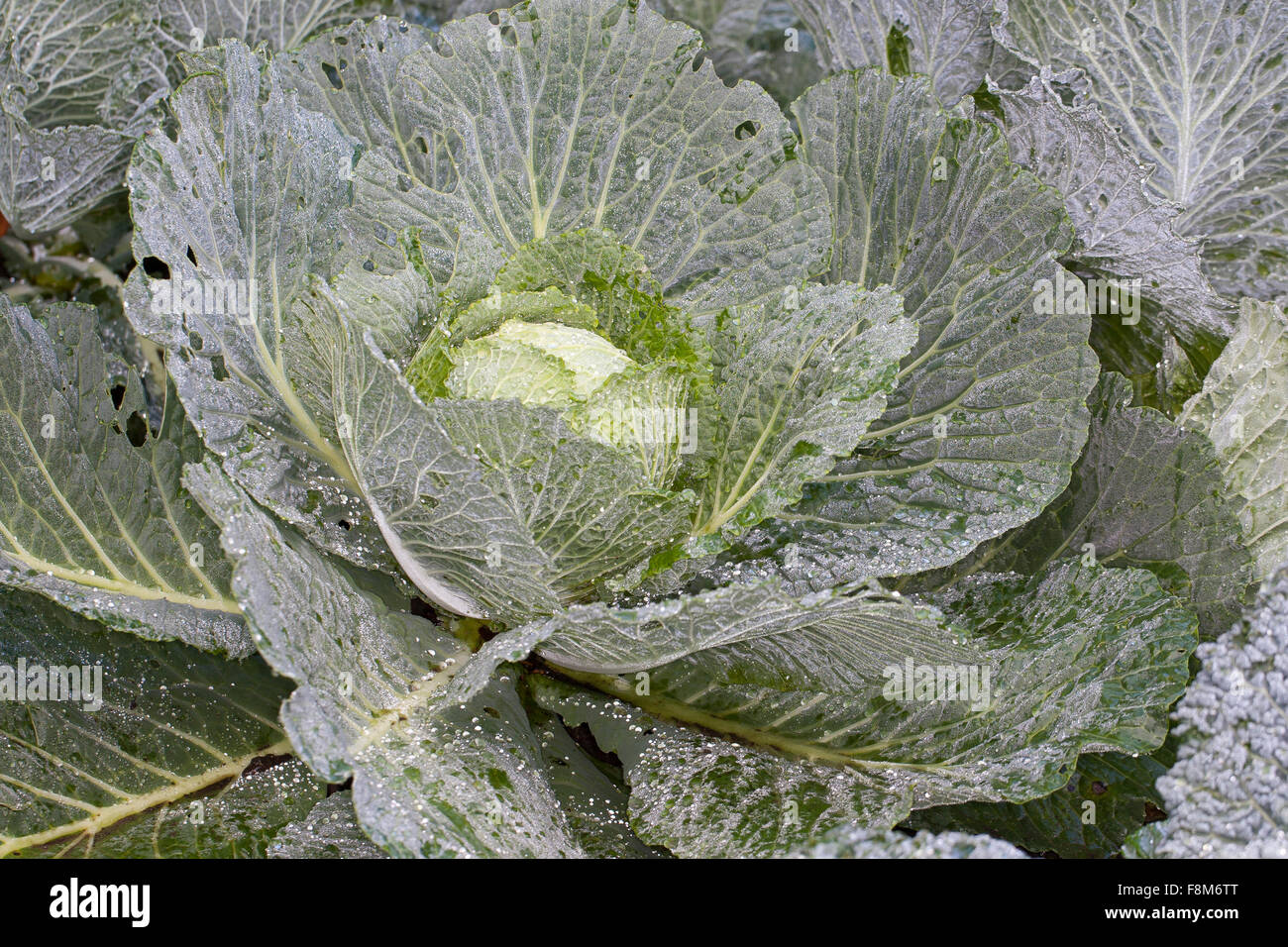 Wirsing, Wirsingkohl, Wirsing-Kohl, Wirsing, Kopfkohl, Brassica ...