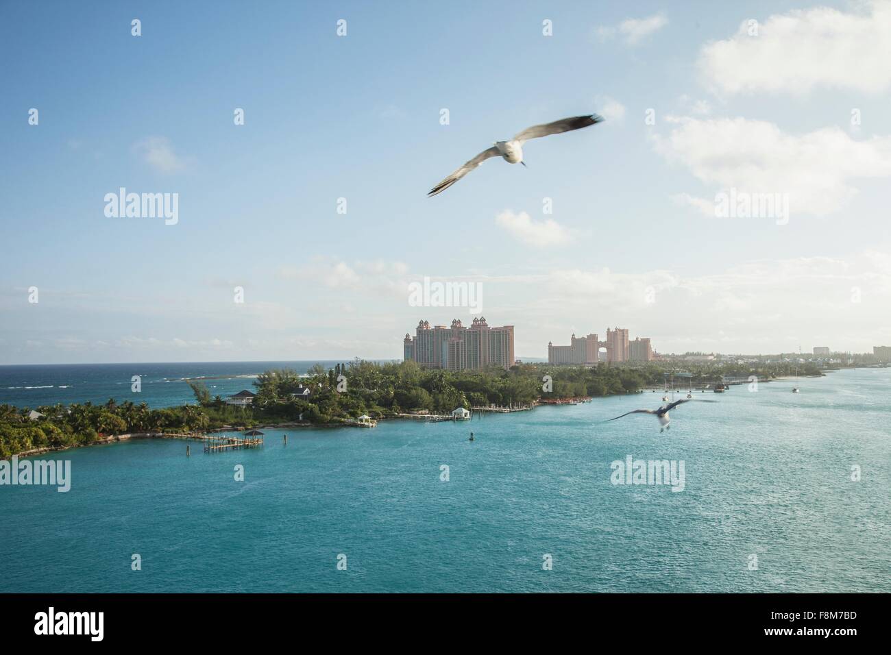 Erhöhten Blick auf Möwen fliegen in Nassau, Bahamas Stockfoto