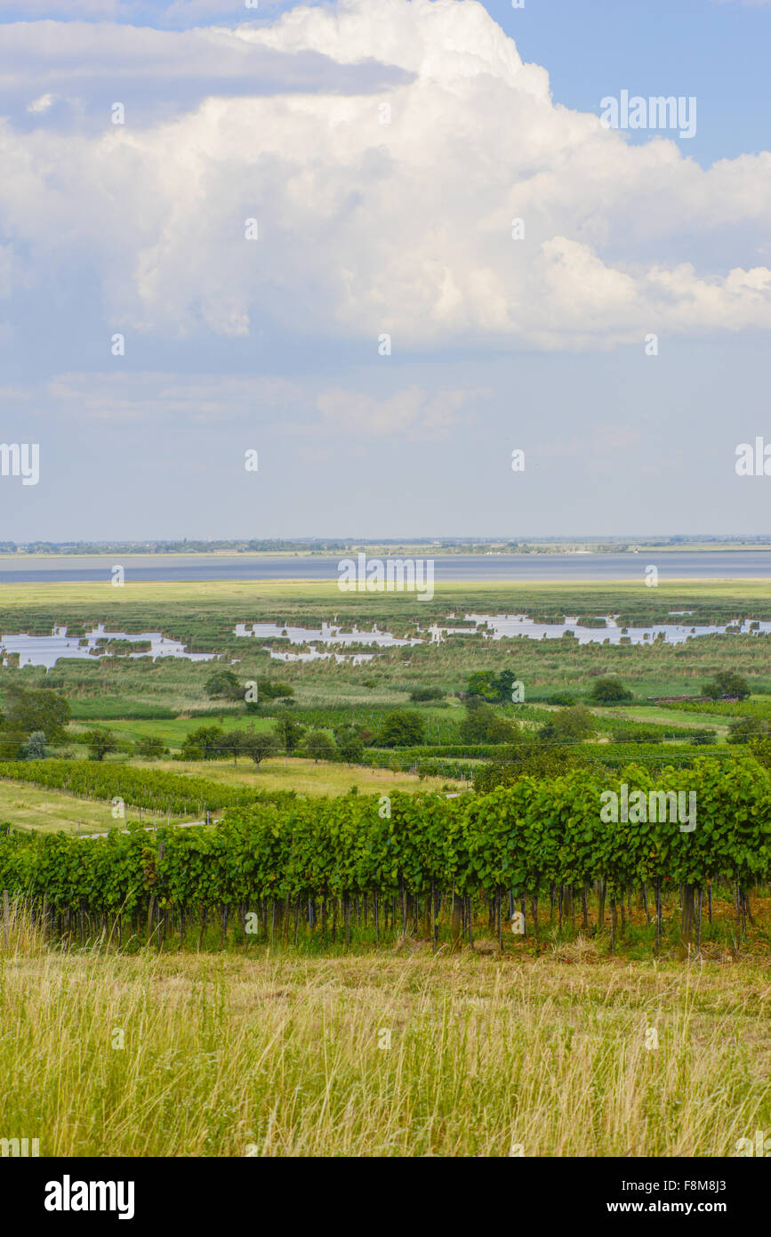 Mörbisch am Neusiedler See, Seewinkel, Burgenland, Österreich Stockfoto