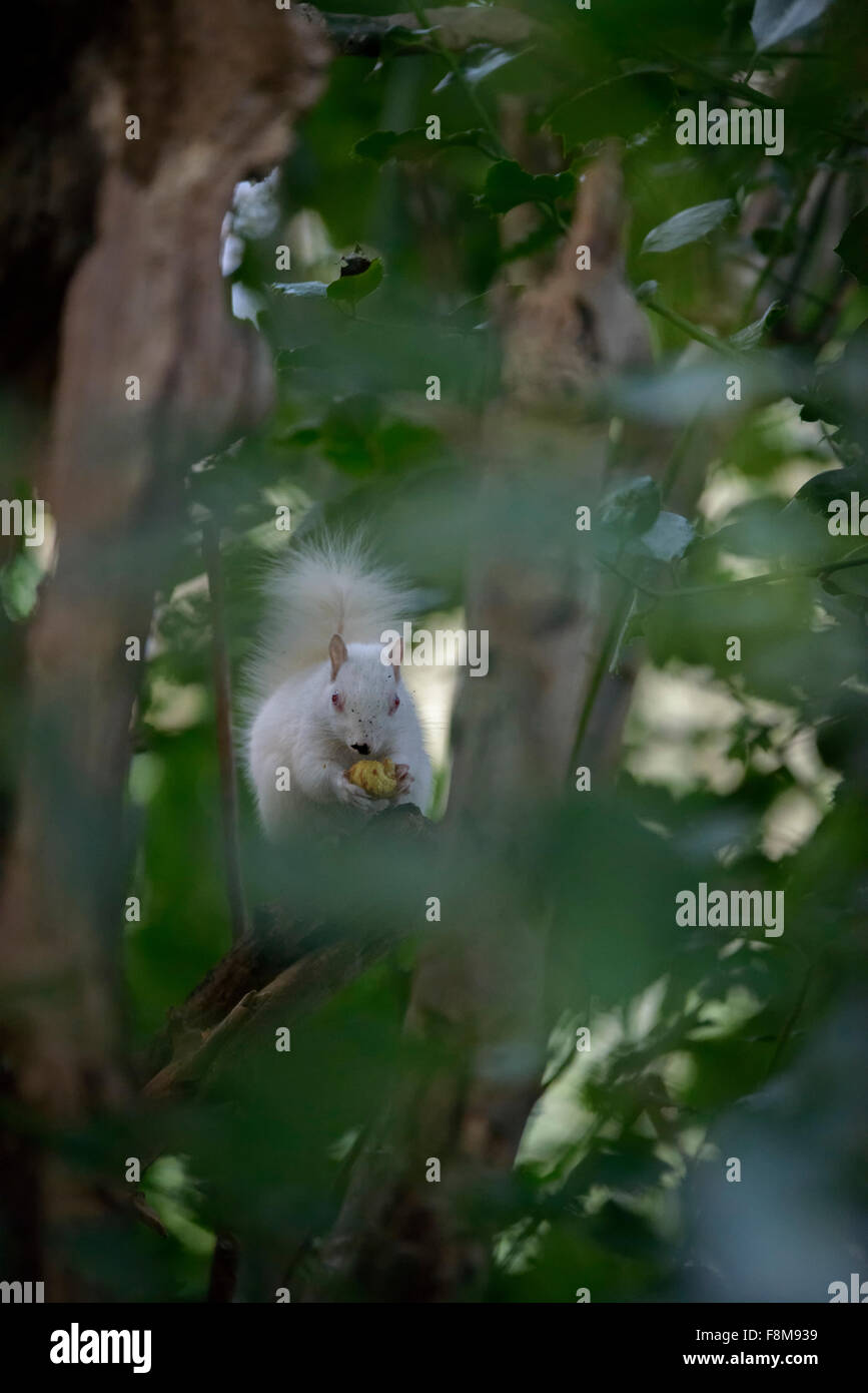 Albino Eichhörnchen entdeckt in Hastings, East Sussex, UK. Stockfoto