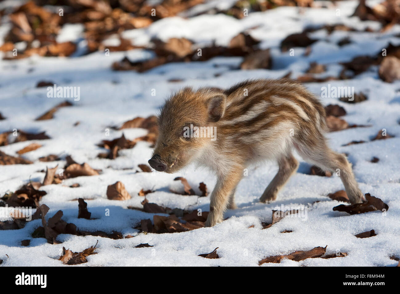 Wildschwein, Schwein, junge Wildschwein, Wildschwein, Schwarzwild, Frischling, Winter, Schnee, Jungtier, Tierbaby, Tierbabies, Sus Scrofa Stockfoto