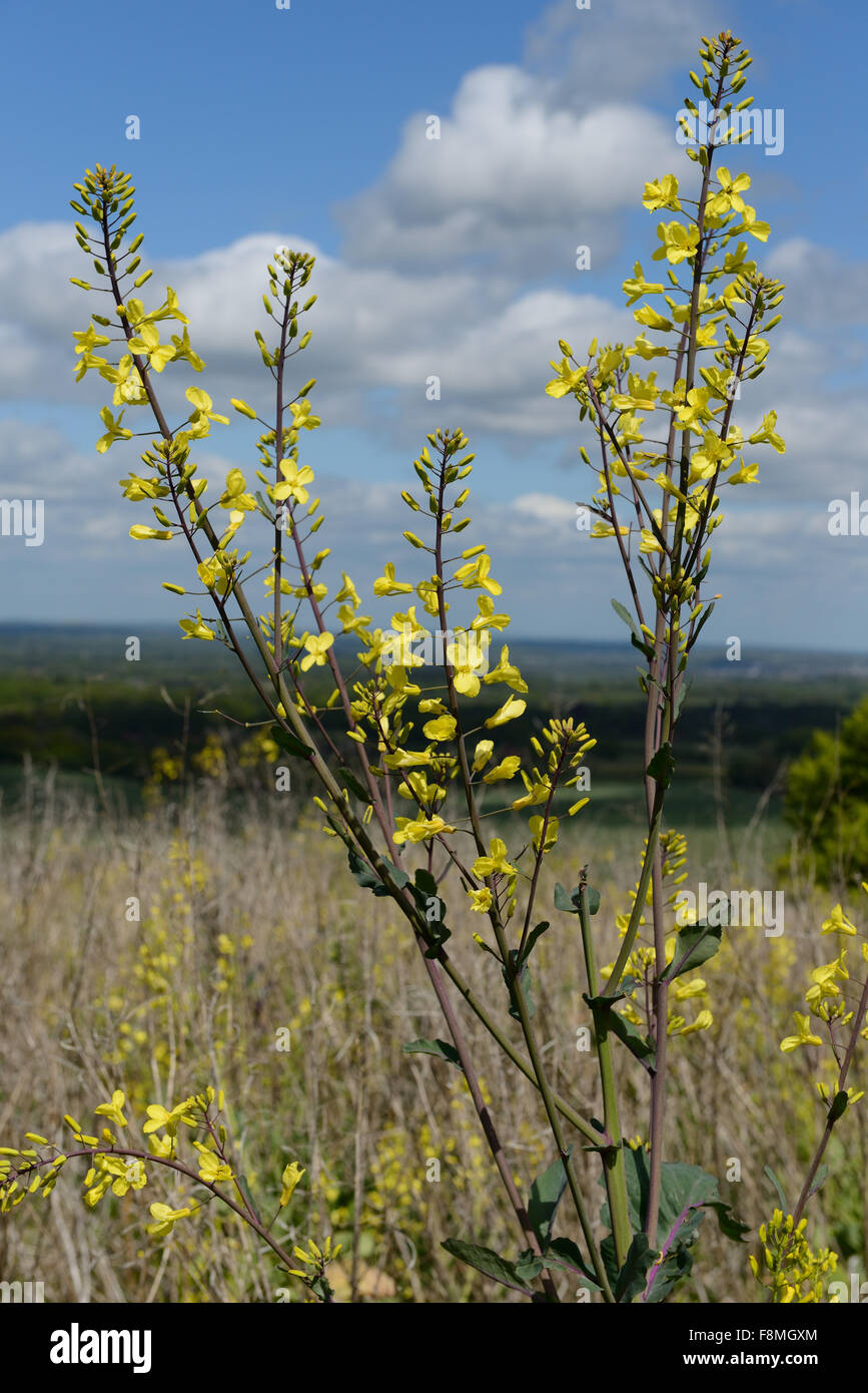 Blühende Kohl, Brassica Oleracea, verwendet als Spiel und Zwischenfrucht und im Feld Streifen, Berkshire, Mai Stockfoto