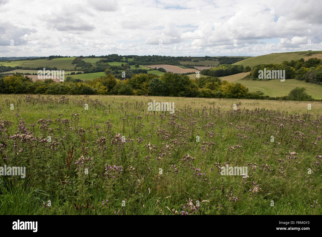 Schleichende Distel, Cirsium Arvense, Pflanzen von Grünland Unkraut blüht in einer Downland Weide, Berkshire, August Stockfoto