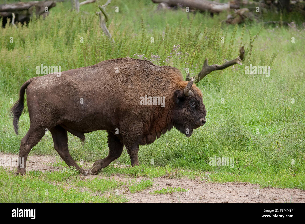Europäische Bison, Wisent, Wisente Holz, Männlich, Männchen, Bulle, Europäische Bison, Wisent, Bison Bonasus, Wildrind Stockfoto