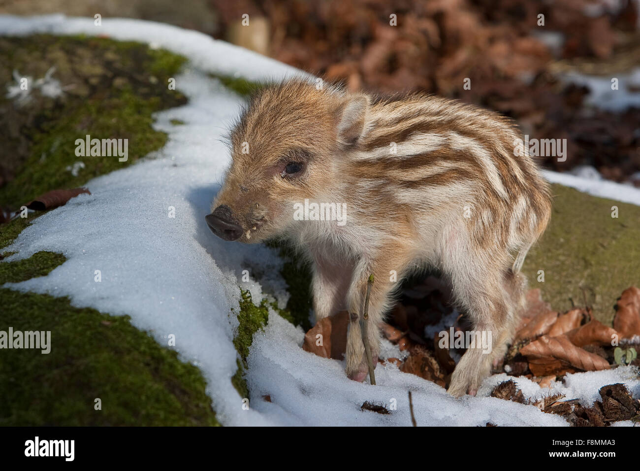 Tierbabys Tierbabies Stockfotos Und Bilder Kaufen Alamy