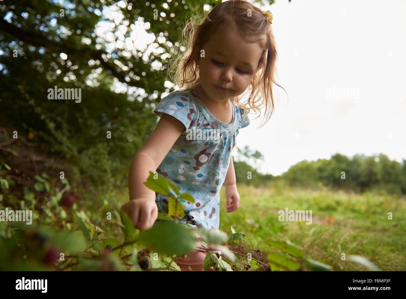 Junges Mädchen im Feld, Beeren pflücken Stockfoto