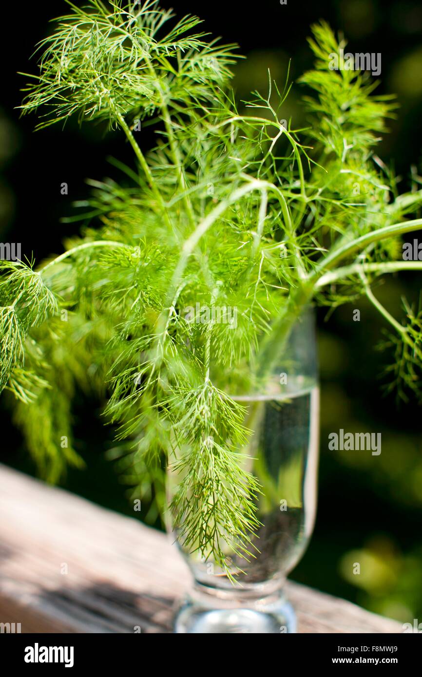 Frischer Fenchel Grüns in einem Glas Wasser Stockfoto