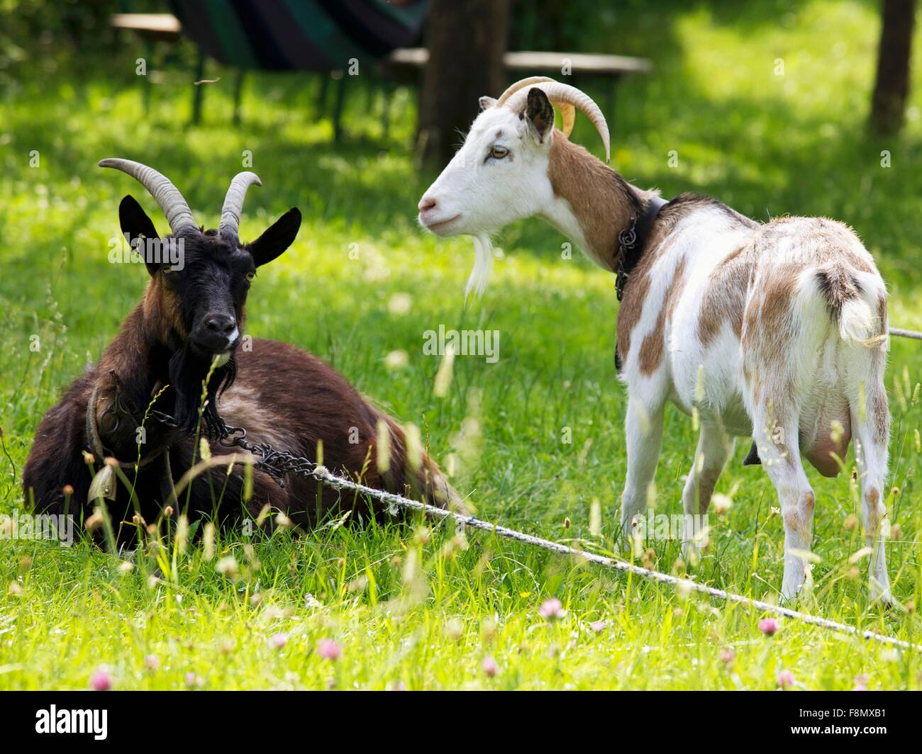 Two goats in a garden Stockfoto