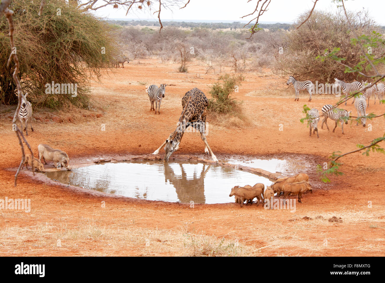 Verschiedene Tiere versammeln sich an einem Wasserloch Stockfoto