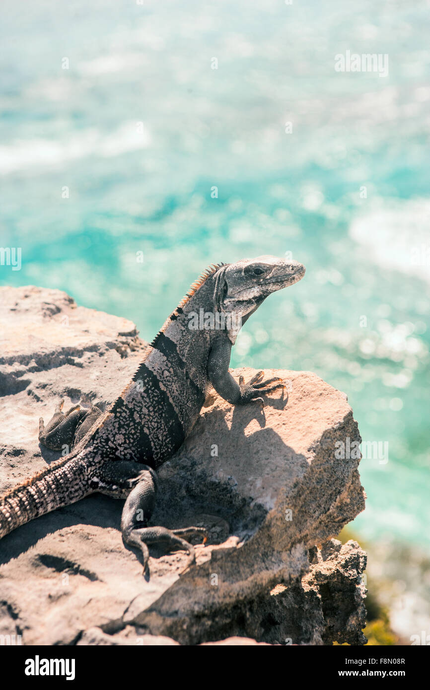 Leguan auf einer Klippe mit Blick auf das Karibische Meer Stockfoto