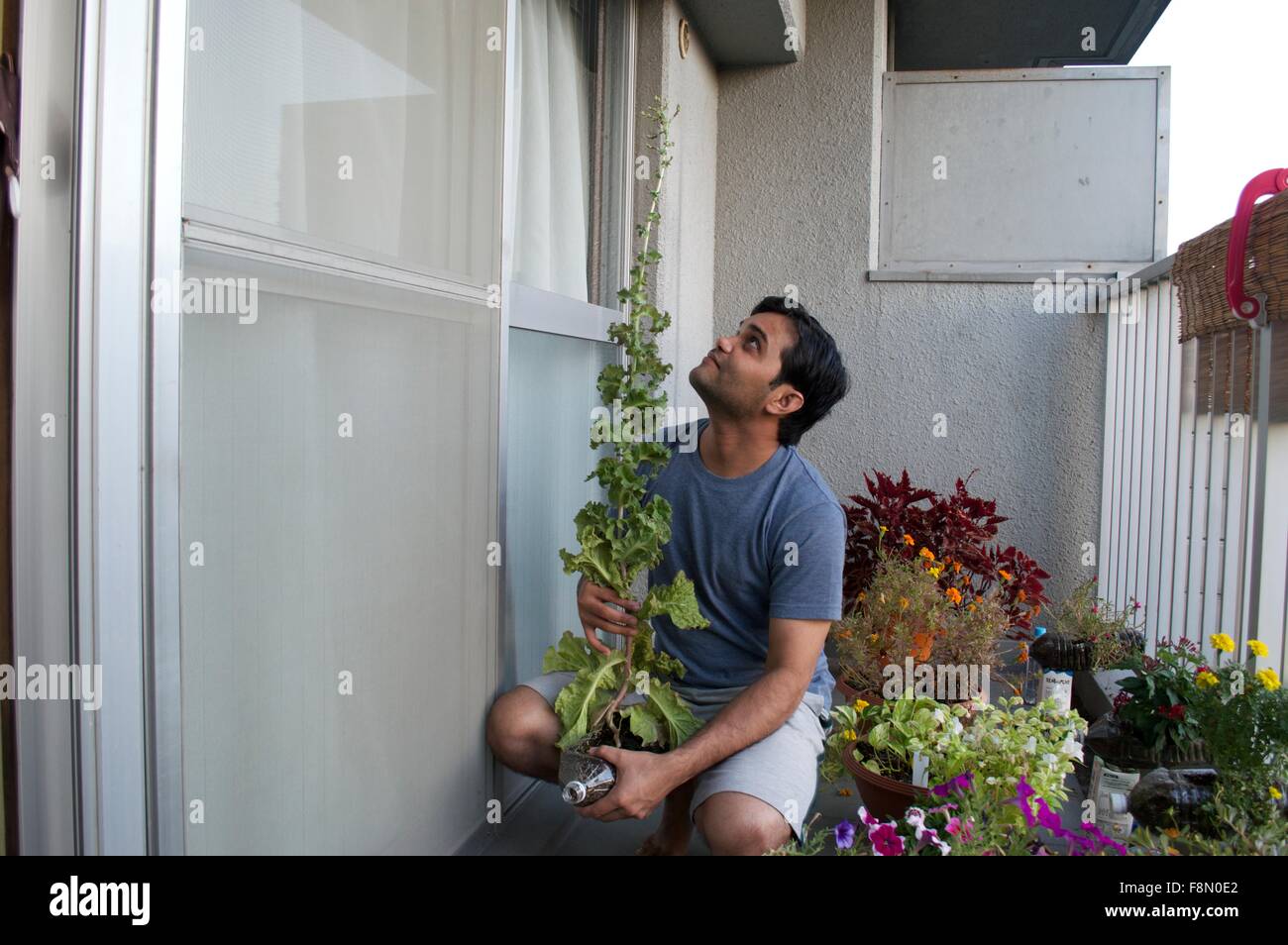 Öko-Gärtnerei im Haus Terrasse in gebrauchten pet-Flaschen Stockfoto