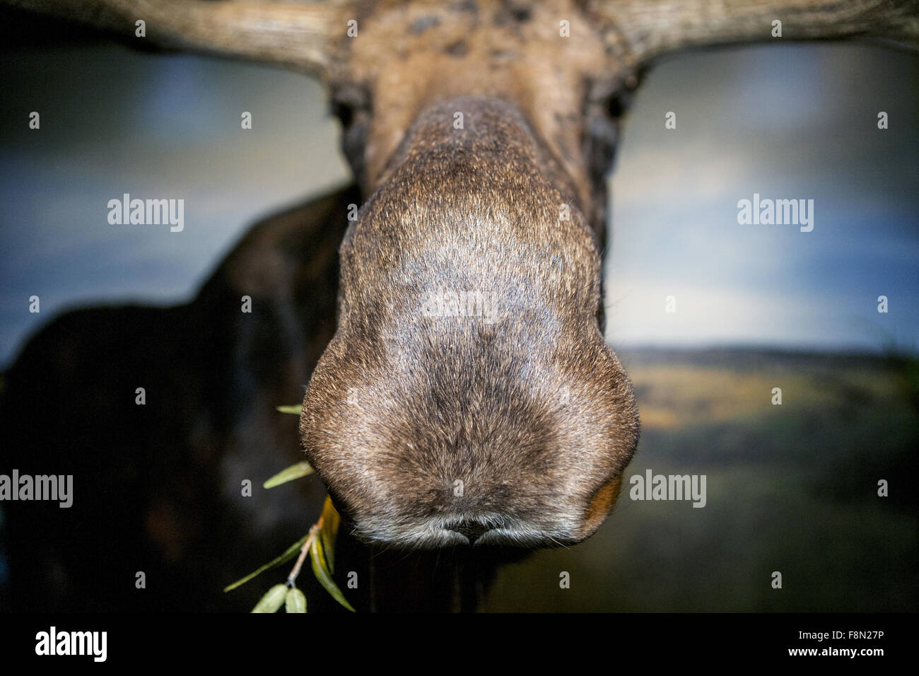 Nahaufnahme von einem Stier Elch-Nase Stockfoto