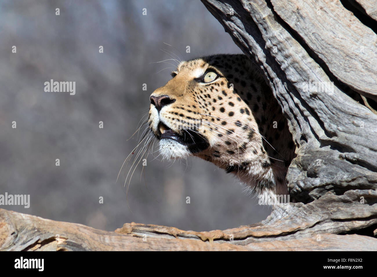 Leopard (Panthera Pardus) [Gefangenen] - Africat Sanctuary - Okonjima, Namibia, Afrika Stockfoto