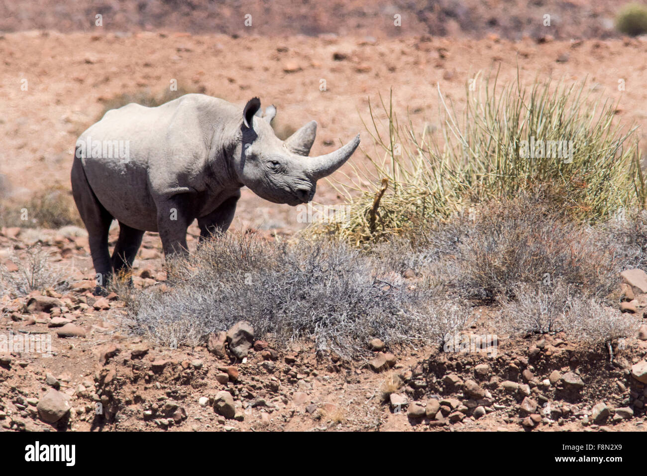 Spitzmaul-Nashorn - Desert Rhino Camp, Palmwag Konzession, Damaraland, Namibia, Afrika Stockfoto