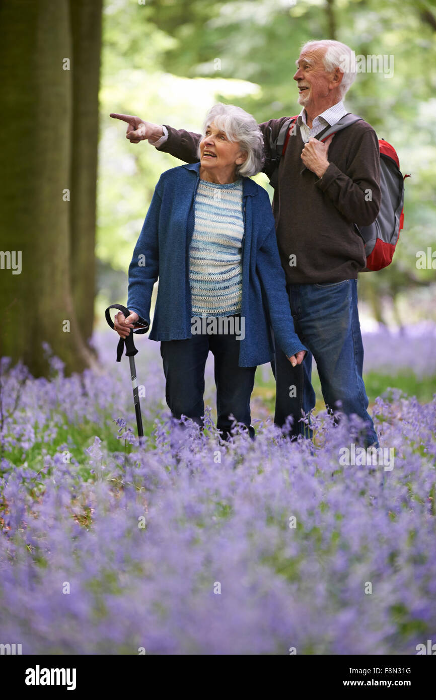 Älteres Paar zu Fuß durch Bluebell Holz Stockfoto