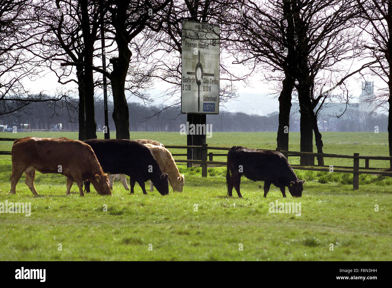 Kühe auf dem Stadt-Moor, Newcastle Upon Tyne Stockfoto