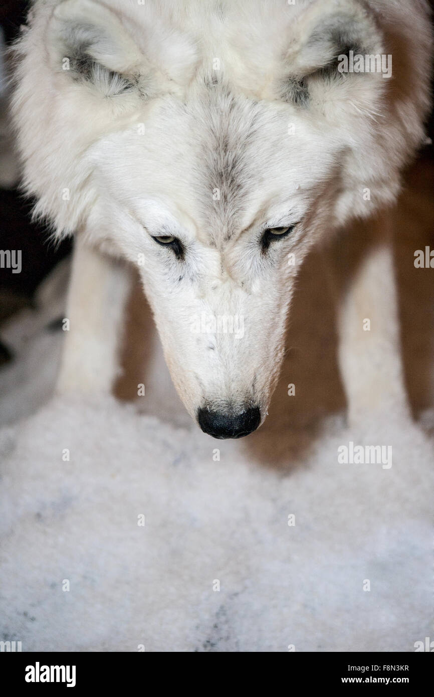 Weißer Wolf riecht Schnee Stockfoto